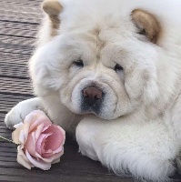 Des Douceurs Du Joly A Mour