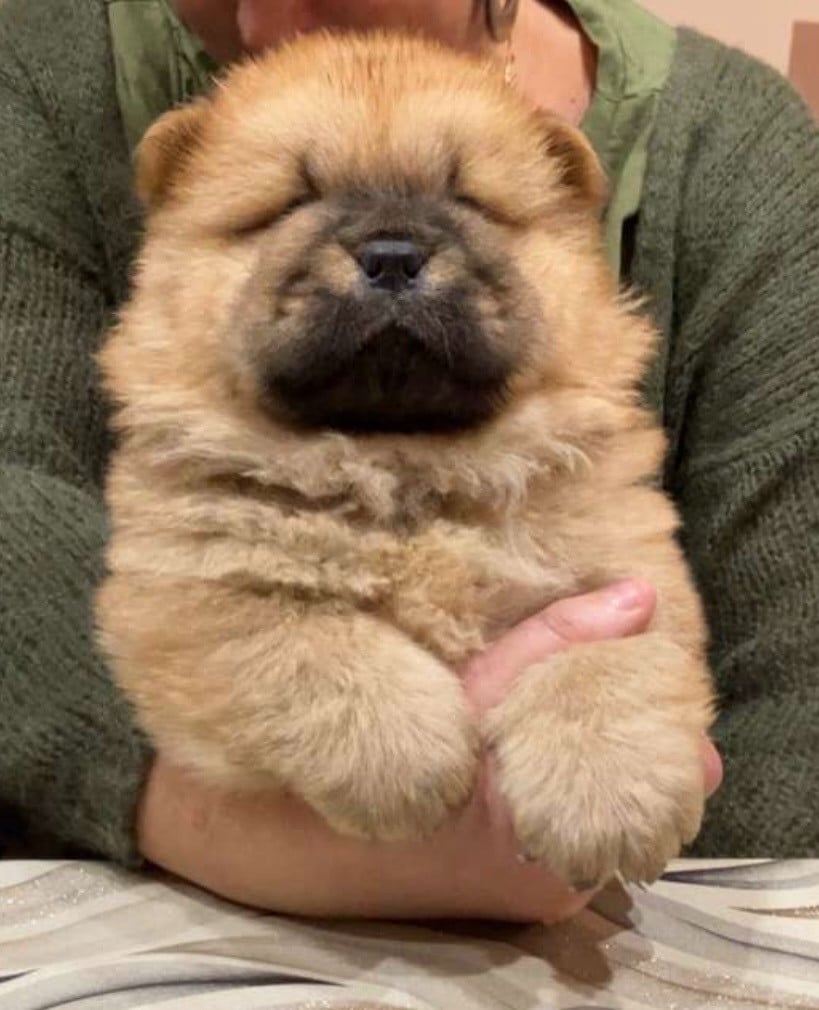 AMOUR DES DOUCEURS DU JOLY A MOUR