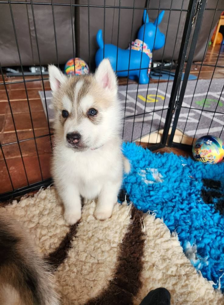 Siberian Husky - De L'aube Sibérienne