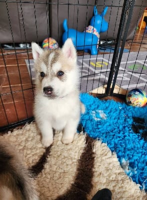 Les chiots de Siberian Husky