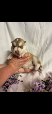 Les chiots de Siberian Husky