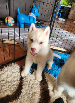Les chiots de Siberian Husky