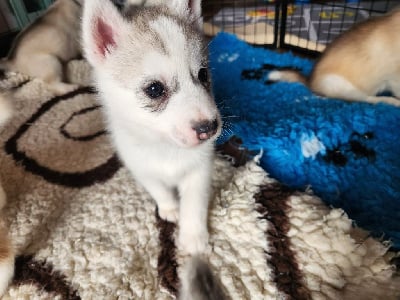 Les chiots de Siberian Husky
