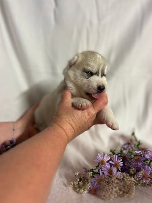 Les chiots de Siberian Husky