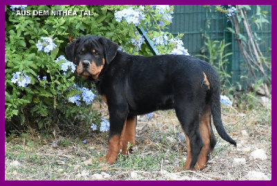 Les chiots de Rottweiler