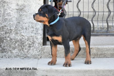 Les chiots de Rottweiler