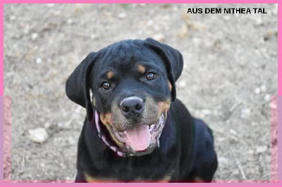 Les chiots de Rottweiler