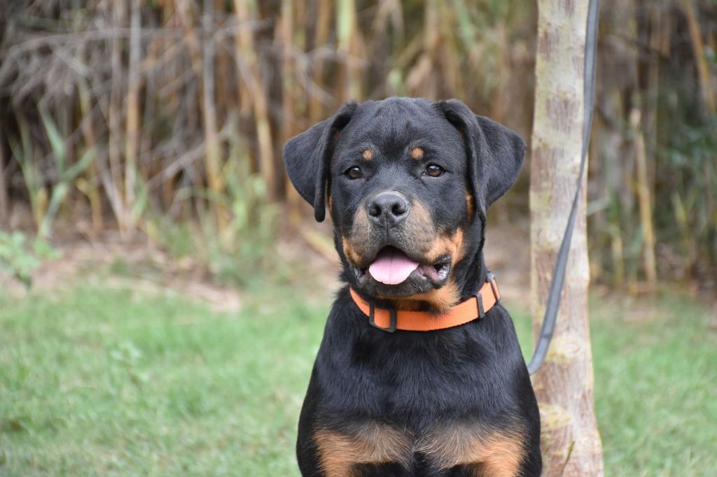 Rottweiler - Disponible immediatement magnifique chiot Rottweiler LOF - Aus Dem Nithea Tal