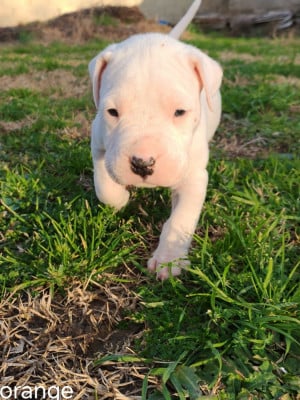 Les chiots de Dogo Argentino