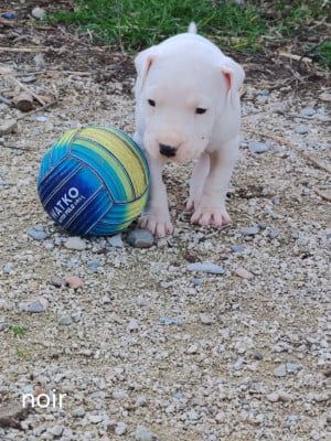 Les chiots de Dogo Argentino