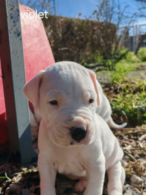 Les chiots de Dogo Argentino