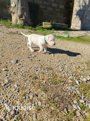 Les chiots de Dogo Argentino
