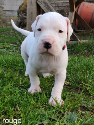 Les chiots de Dogo Argentino