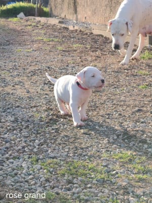 Les chiots de Dogo Argentino