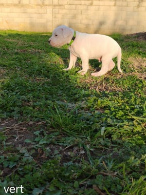 Les chiots de Dogo Argentino