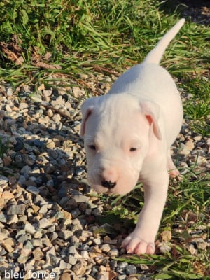 Les chiots de Dogo Argentino