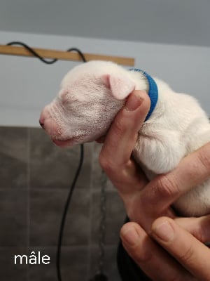 Les chiots de Dogo Argentino