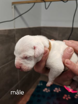 Les chiots de Dogo Argentino