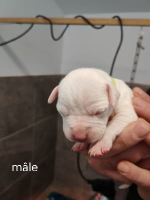 Les chiots de Dogo Argentino