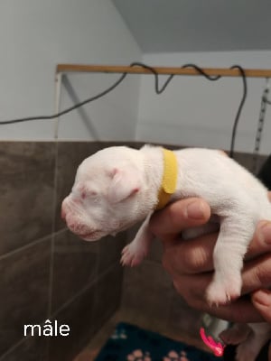 Les chiots de Dogo Argentino