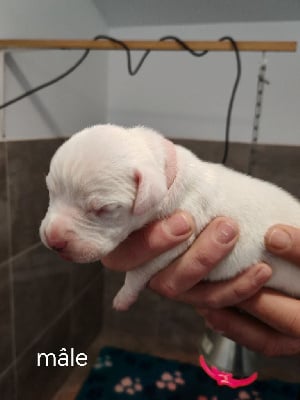 Les chiots de Dogo Argentino