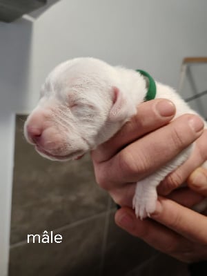 Les chiots de Dogo Argentino