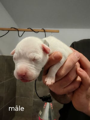 Les chiots de Dogo Argentino