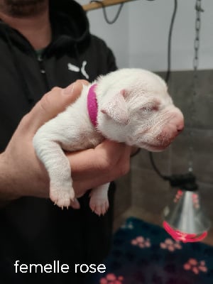 Les chiots de Dogo Argentino