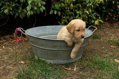 Les chiots de Golden Retriever