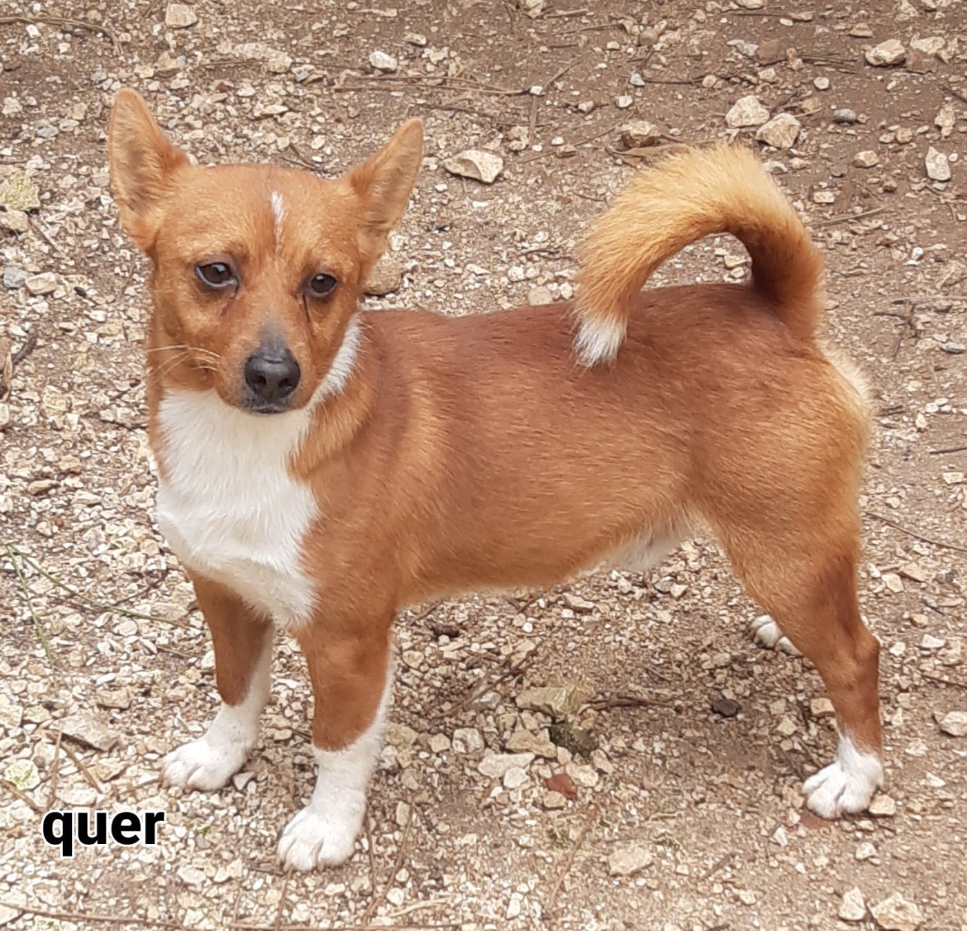 Quer alho do vale de fermedo