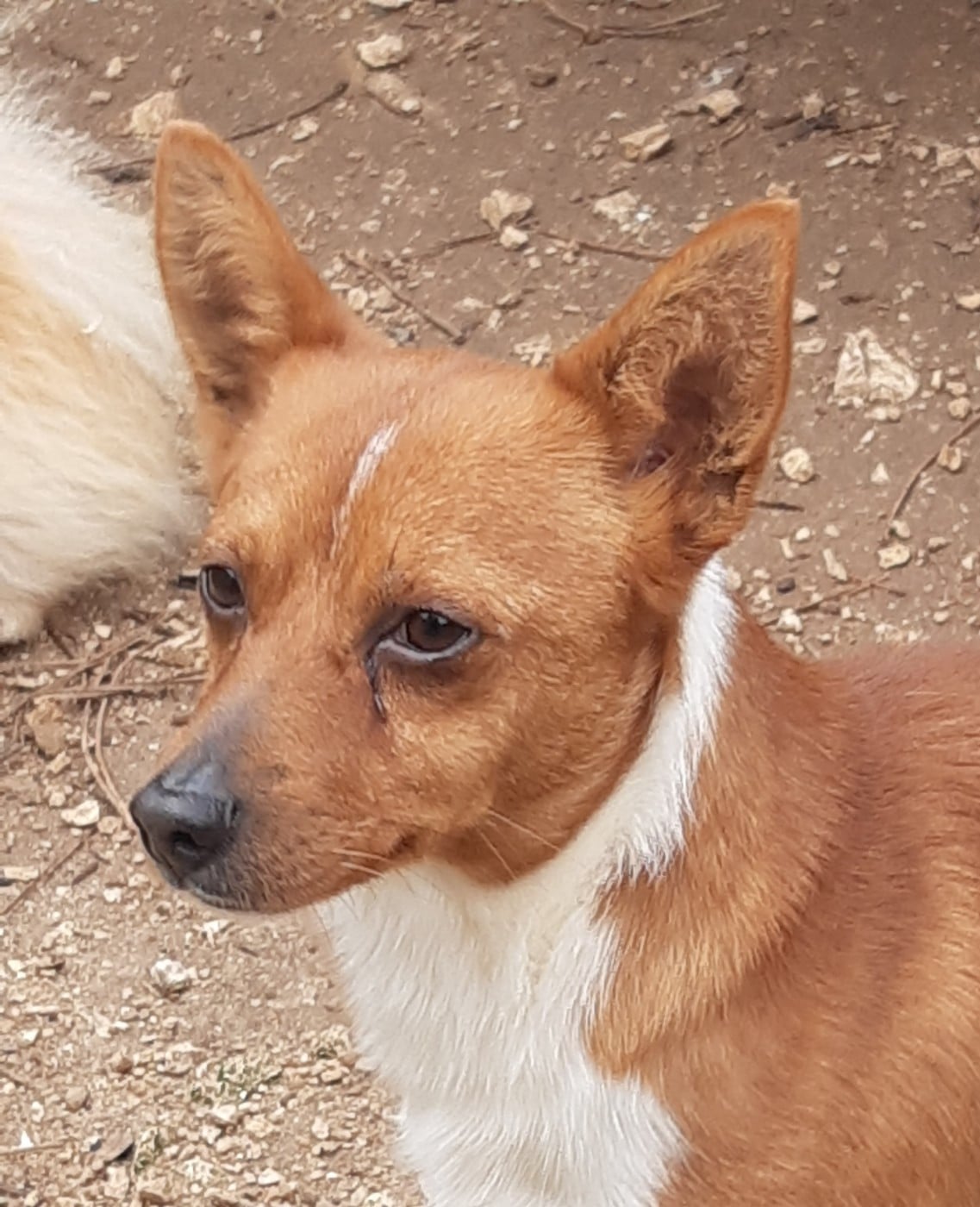 Quer alho do vale de fermedo