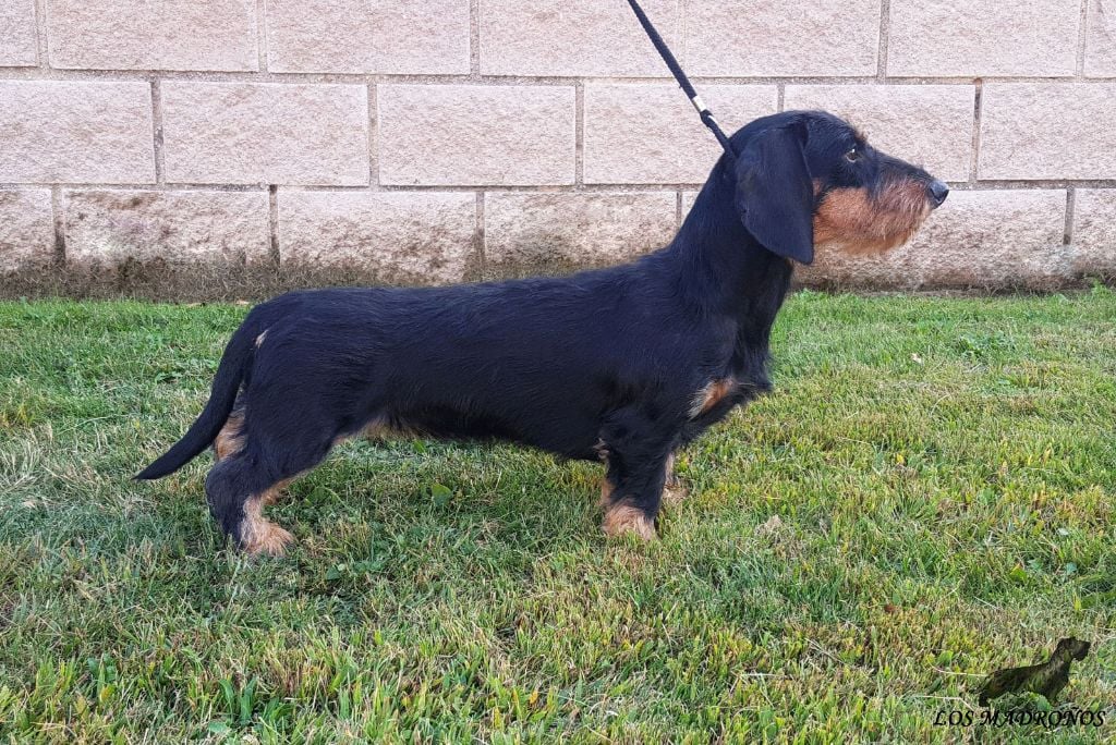 Publication : de los madroños