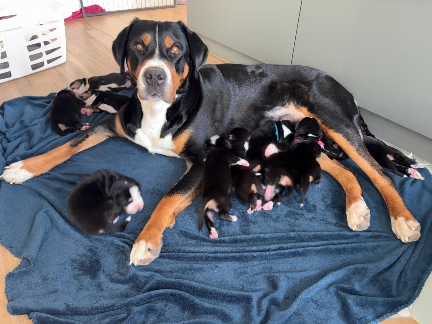 Chiot Grand bouvier suisse