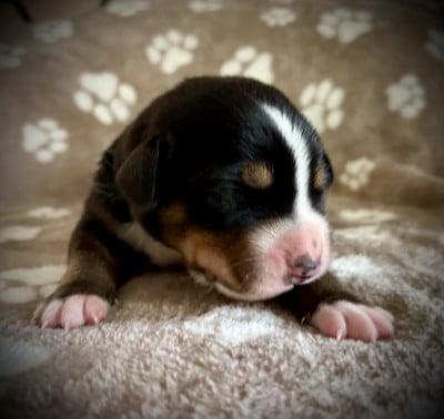 Grand bouvier suisse
