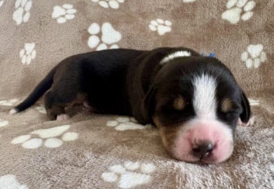 Les chiots de Grand bouvier suisse