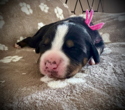 Les chiots de Grand bouvier suisse