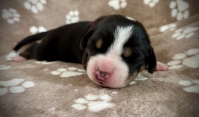 Les chiots de Grand bouvier suisse