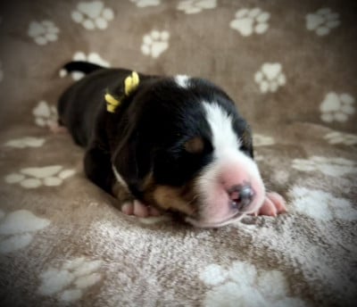 Les chiots de Grand bouvier suisse