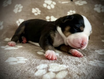Les chiots de Grand bouvier suisse