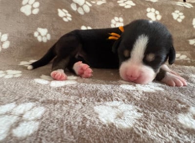 Les chiots de Grand bouvier suisse