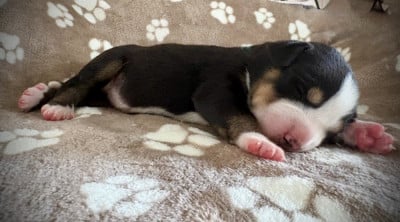 Les chiots de Grand bouvier suisse
