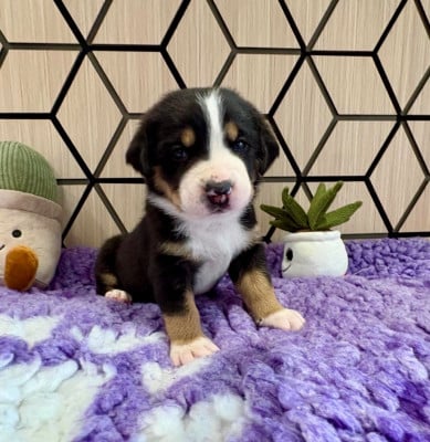 Les chiots de Grand bouvier suisse