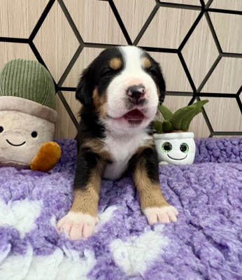 Les chiots de Grand bouvier suisse