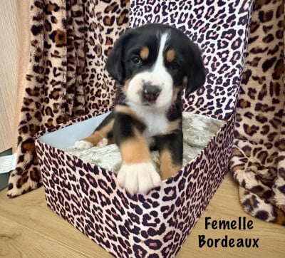 Les chiots de Grand bouvier suisse