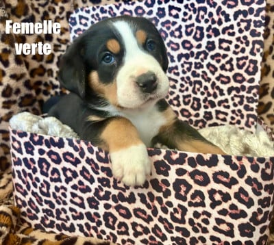 Les chiots de Grand bouvier suisse