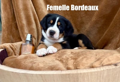 Les chiots de Grand bouvier suisse