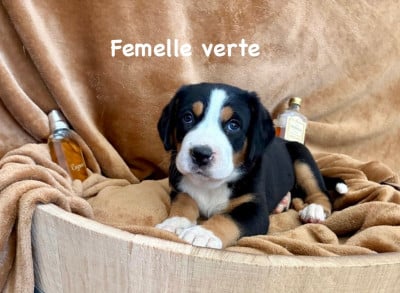 Les chiots de Grand bouvier suisse