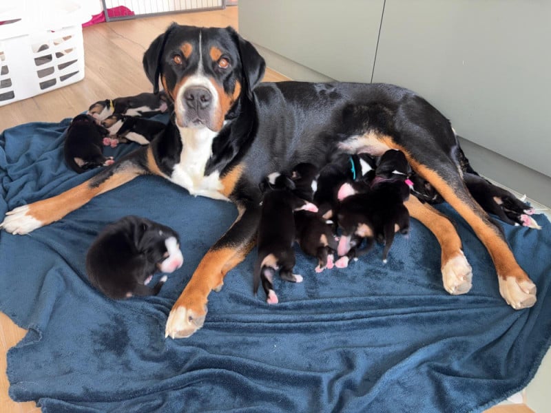 Grand bouvier suisse - De La Petite Monge