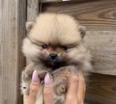 Les chiots de Spitz allemand