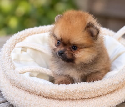 Les chiots de Spitz allemand